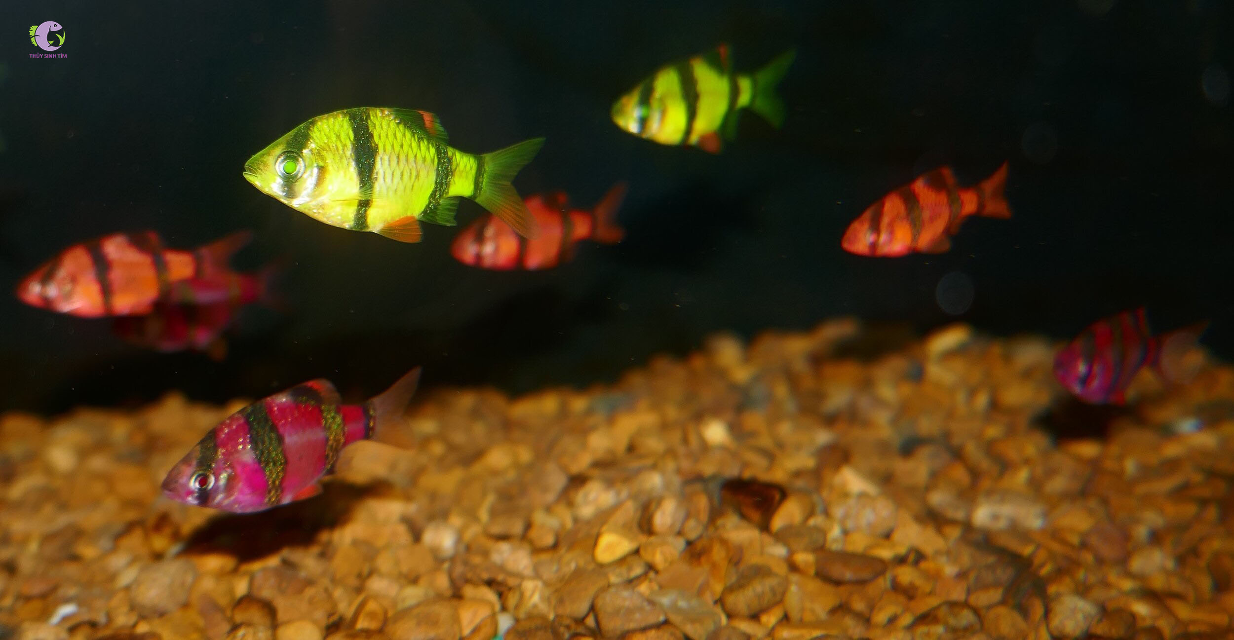 Cá Xecan Dạ Quang-2