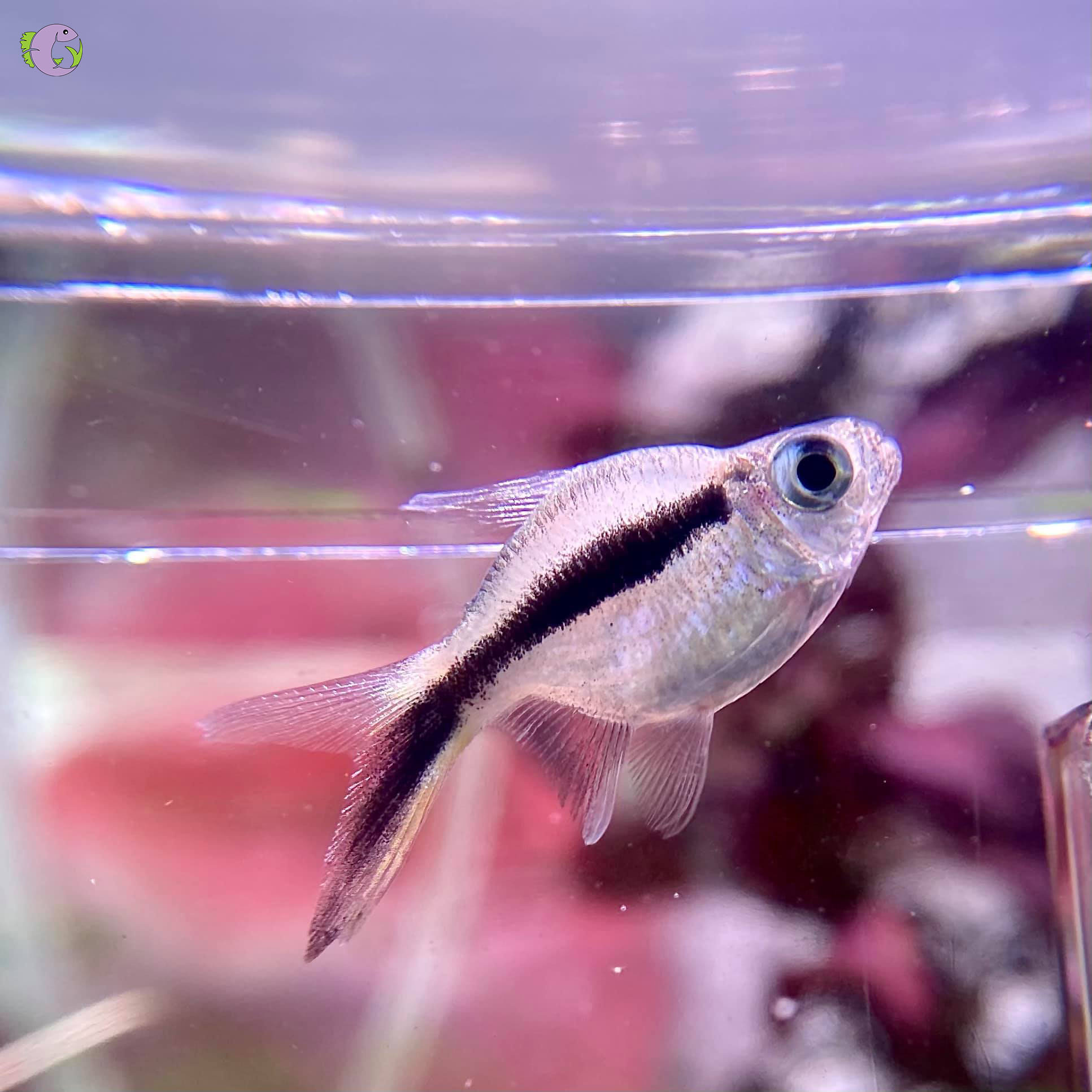 chim-canh-cut-short-1