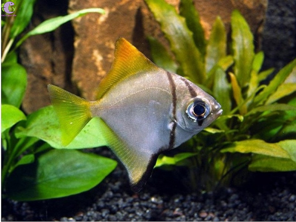 cá cánh dơi vàng 2