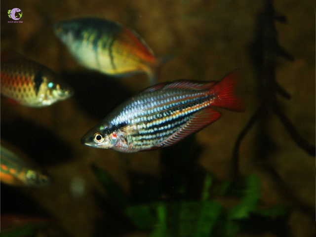 Cá Cầu Vồng Kẻ Short-1