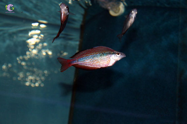 Cá Cầu Vồng Kẻ Short-2