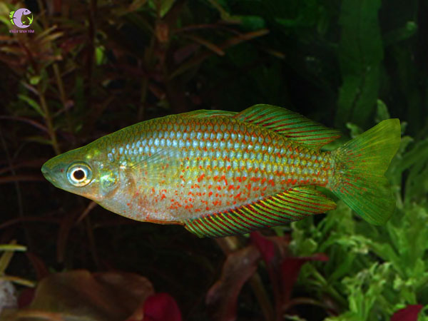 Cá Cầu Vồng Rubros-1