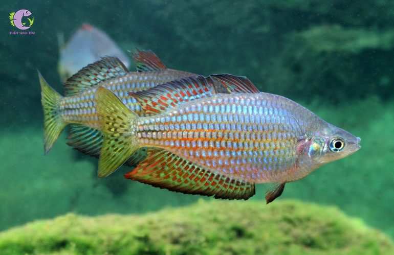 Cá Cầu Vồng Rubros-2