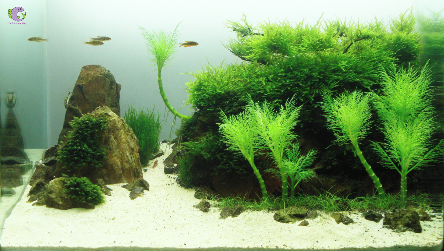 Cây Cắt Cắm Lông Công-2