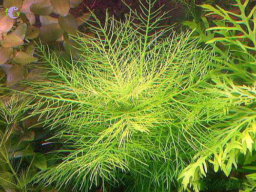 Cây Cắt Cắm Lông Công-1