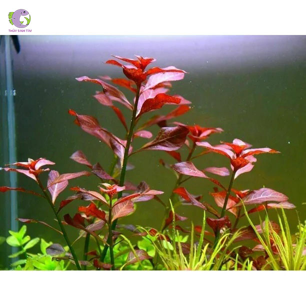 Cây Diệp Tài Hồng Lá Táo-2