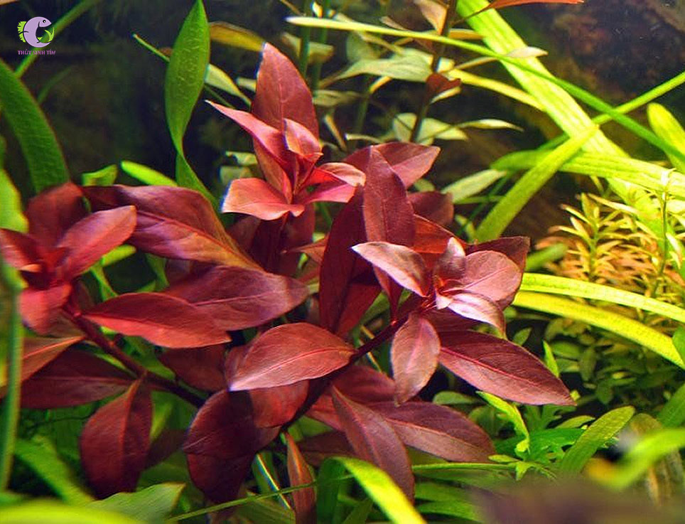 Cây Diệp Tài Hồng Lá Táo-1