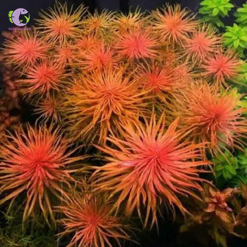 Cây Thủy Sinh Hồng Thái Dương-1