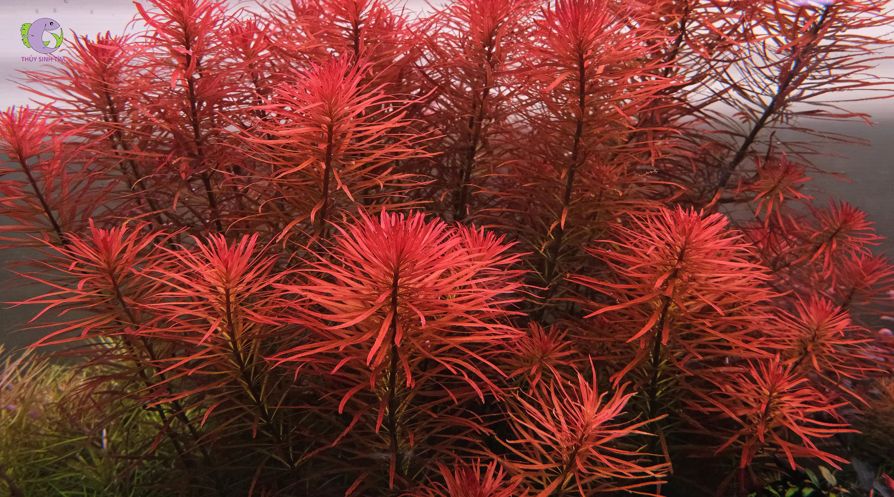 Cây Thủy Sinh Hồng Thái Dương-2