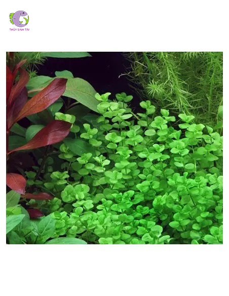 Cây Cắt Cắm Kim Tiền Thảo-1