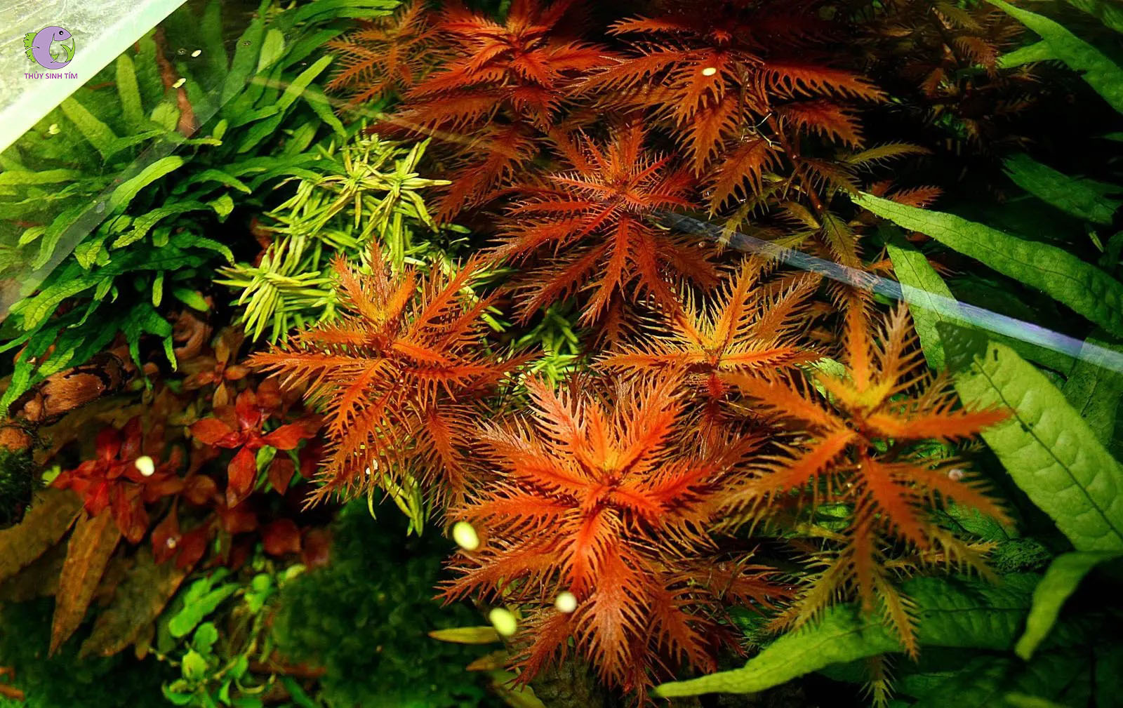 Cây Cắt Cắm Lông Chim-1