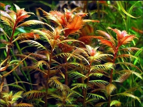 Cây Cắt Cắm Lông Chim-2