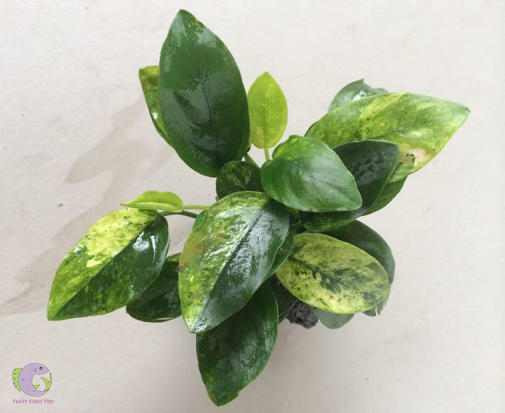 cây ráy thủy sinh - 4