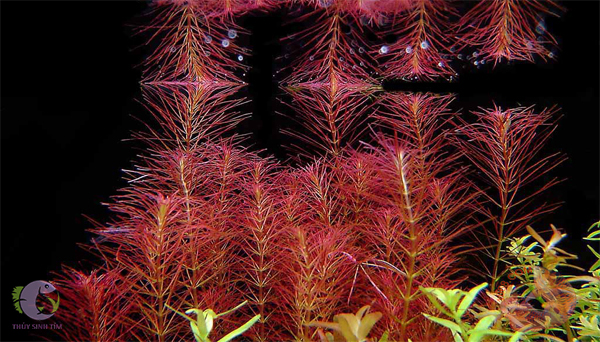 cây thủy sinh đẹp giá rẻ luân thảo đỏ - 9