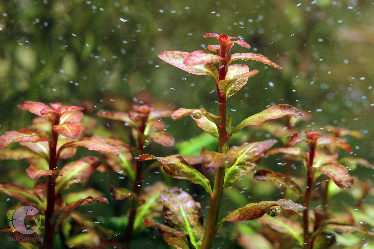 cây thủy sinh đẹp, giá rẻ diệp tài hồng lá cam - 2