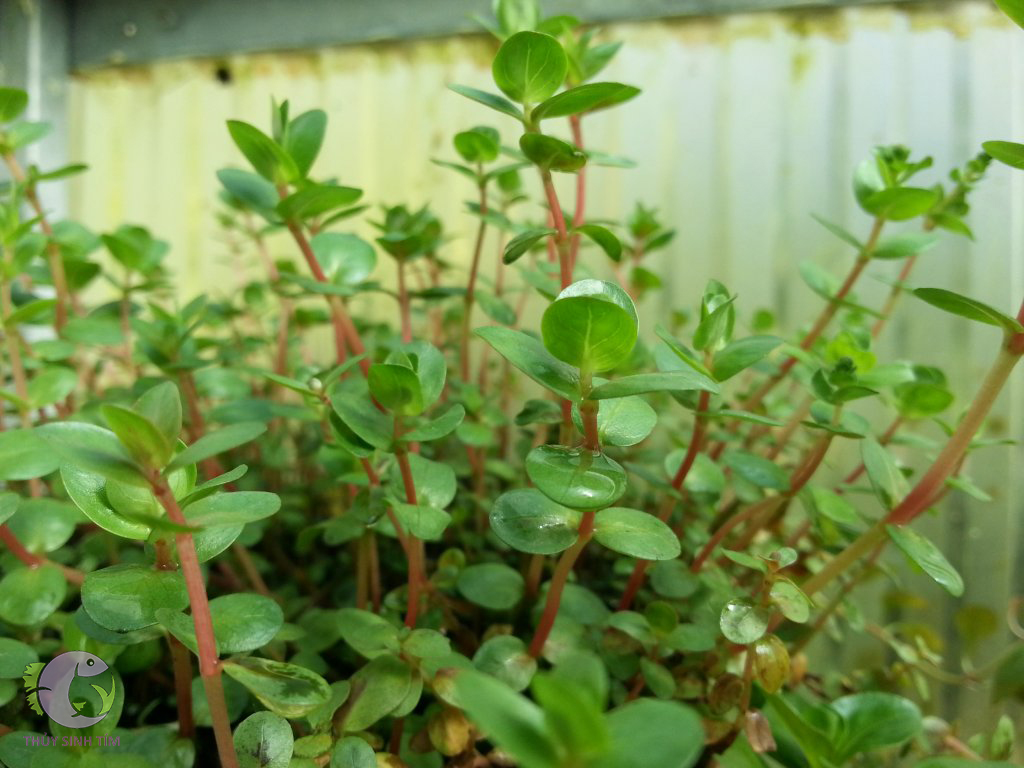 cây thủy sinh đẹp, giá rẻ vảy ốc đỏ - 4