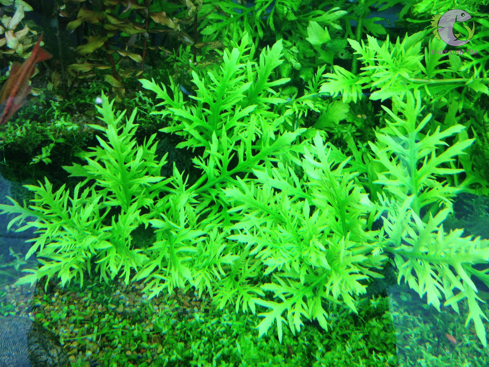 cây thủy sinh đẹp, giá rẻ thủy cúc - 5