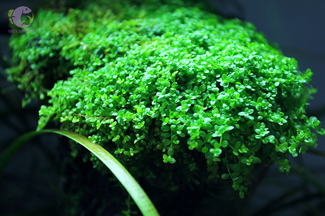 cây thủy sinh đẹp, giá rẻ trân châu cuba - 8