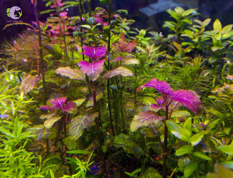 Cây Tía Tô Thủy Sinh-1