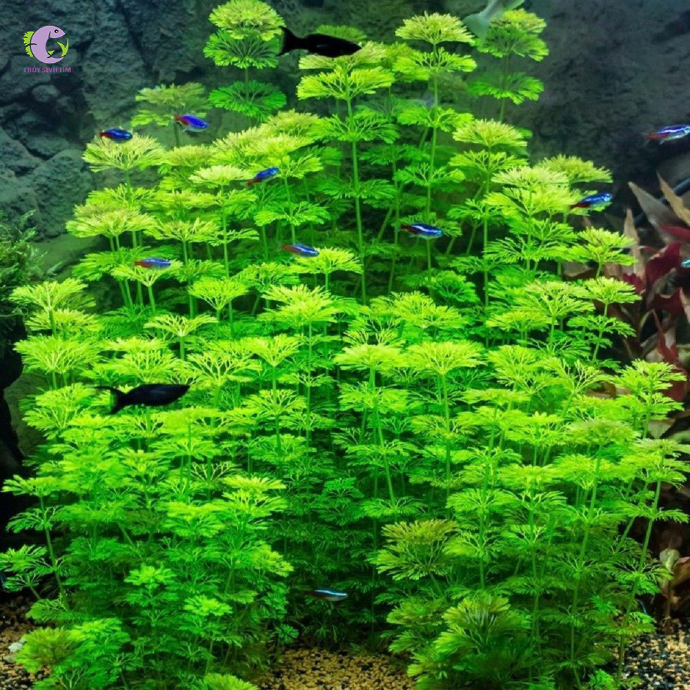 Cây Tiểu Bảo Tháp-1