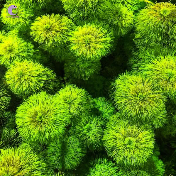 Cây Tiểu Bảo Tháp-2