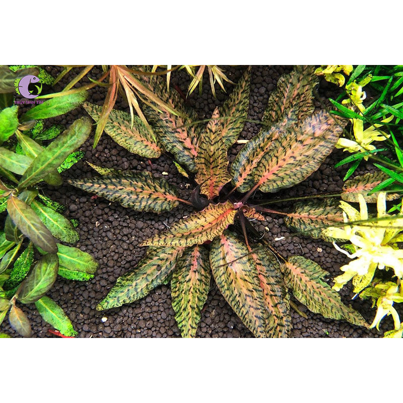 Cây Tiêu Thảo Nurii-1