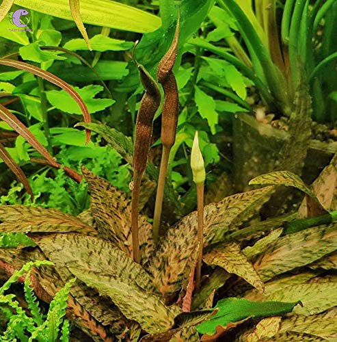 Cây Tiêu Thảo Nurii-2