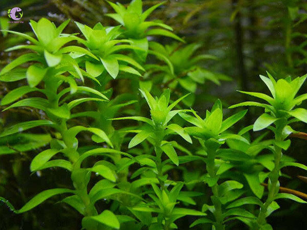 Cây Tonina Lá Cứng (Tonina Fluviatilis)-1