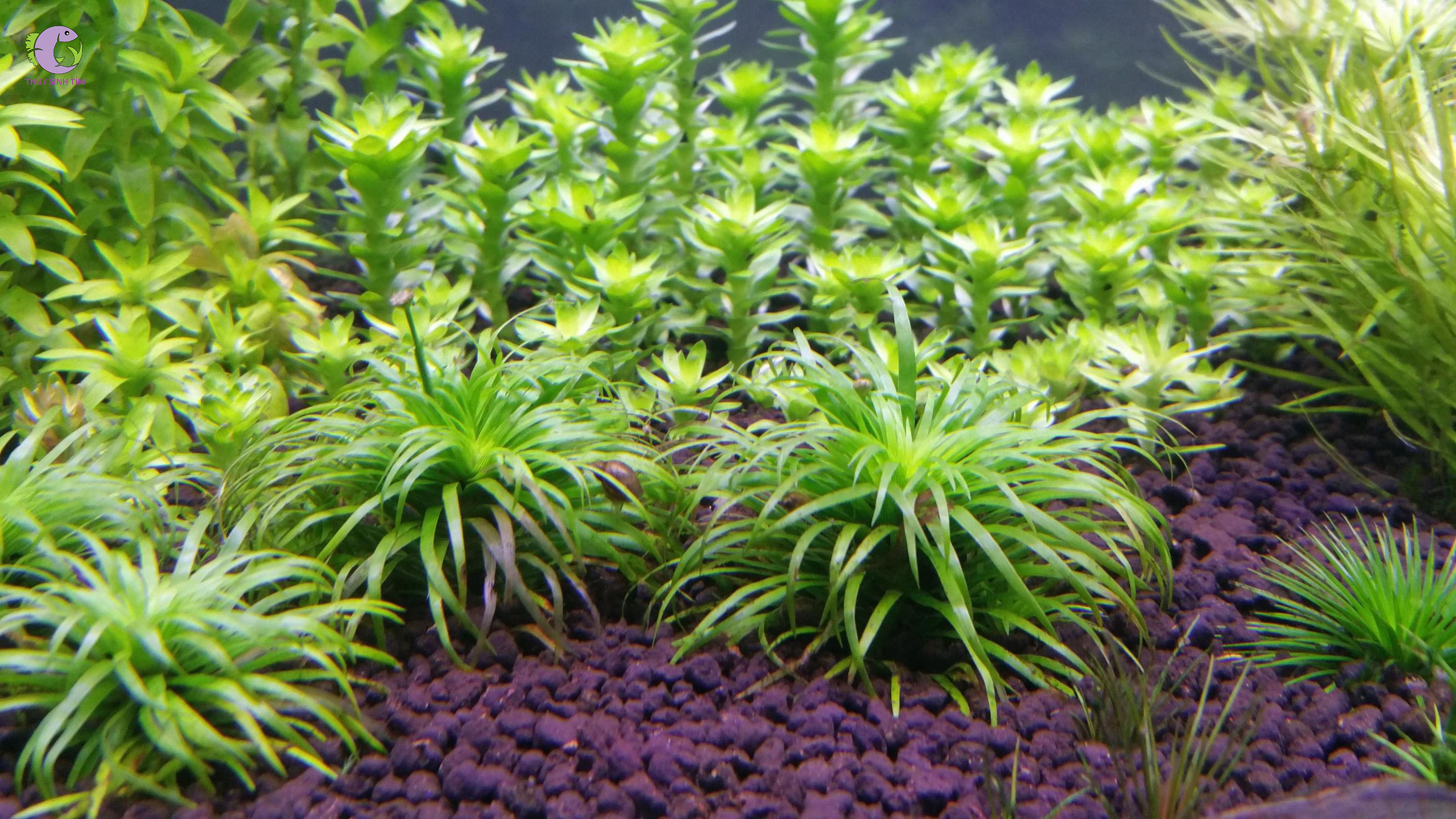 Cây Tonina Lá Cứng (Tonina Fluviatilis)-2