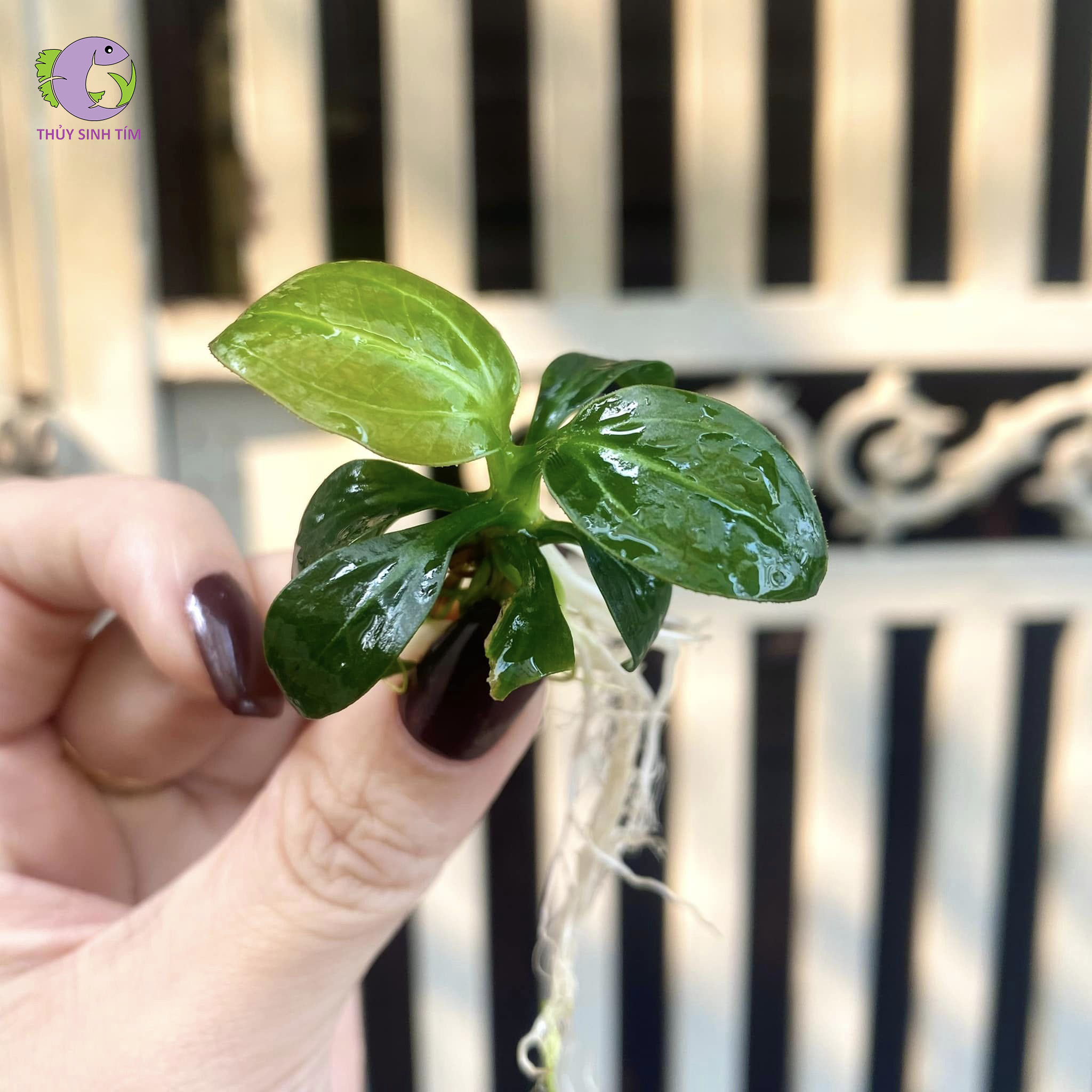 Cây Trầu Iguazu 2009-1