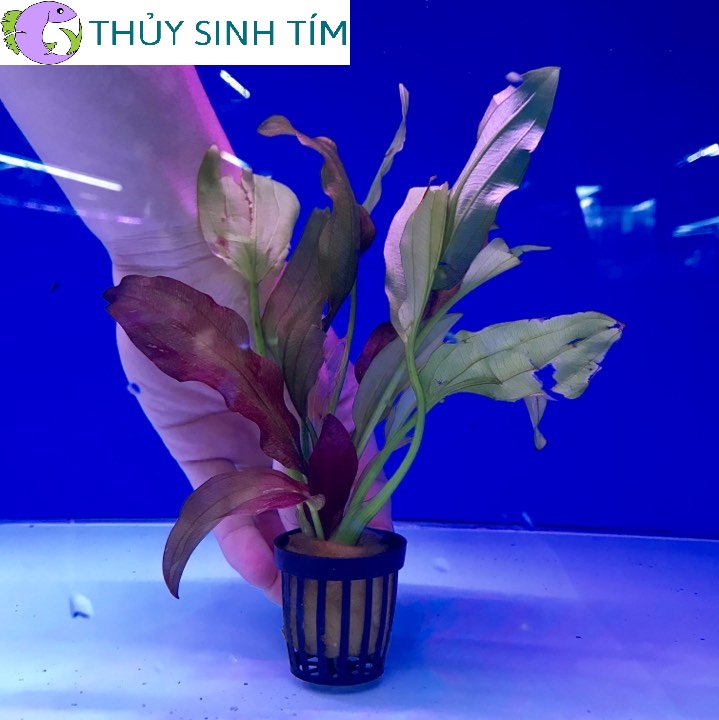 cây trầu ruby - 1