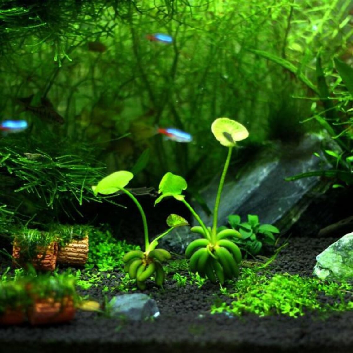 cây trang chuối - 2