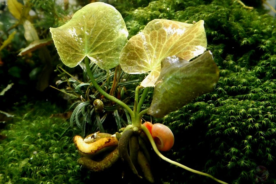 cây trang chuối - 1