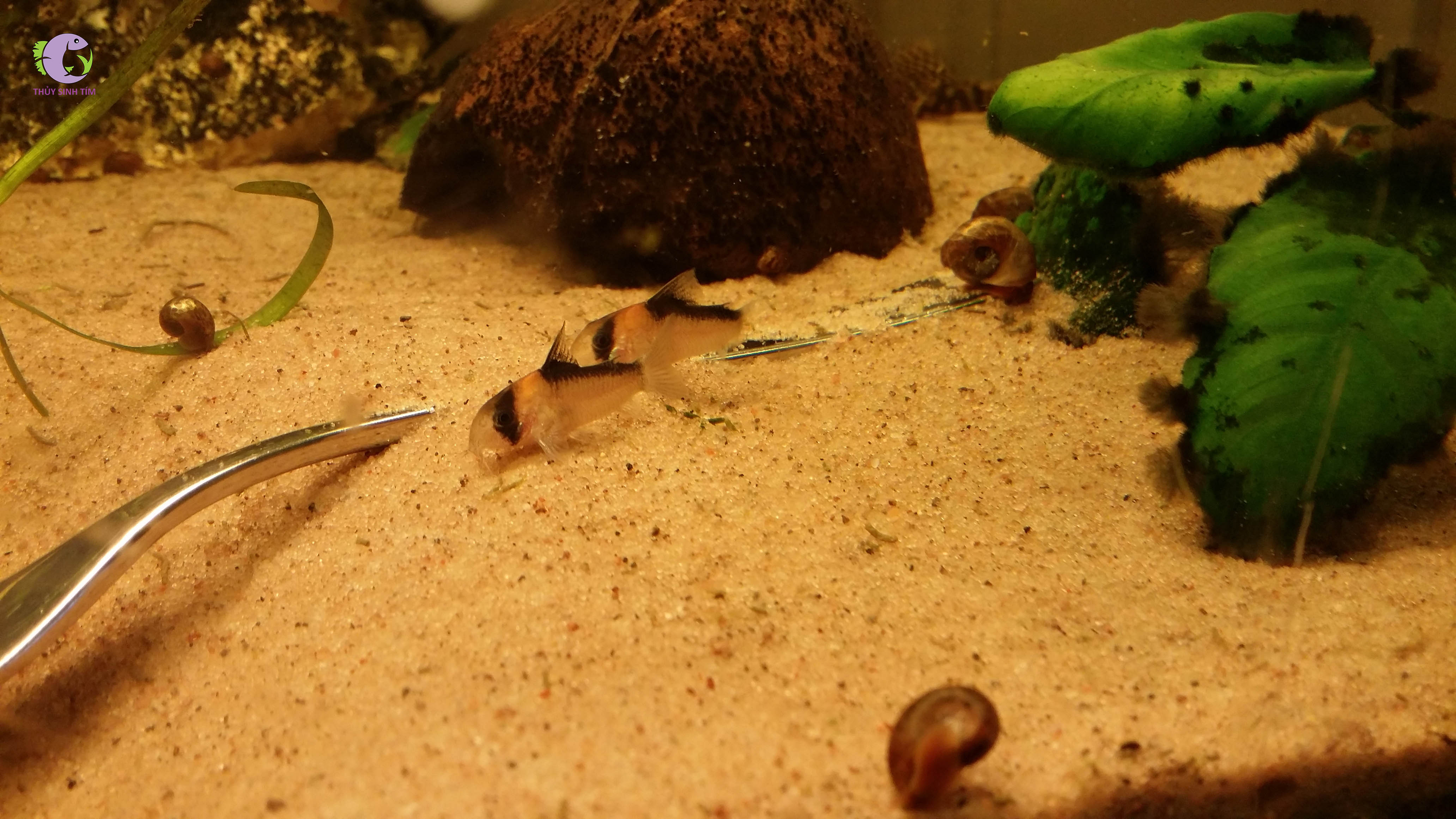 Cá Chuột Adolfoi-2