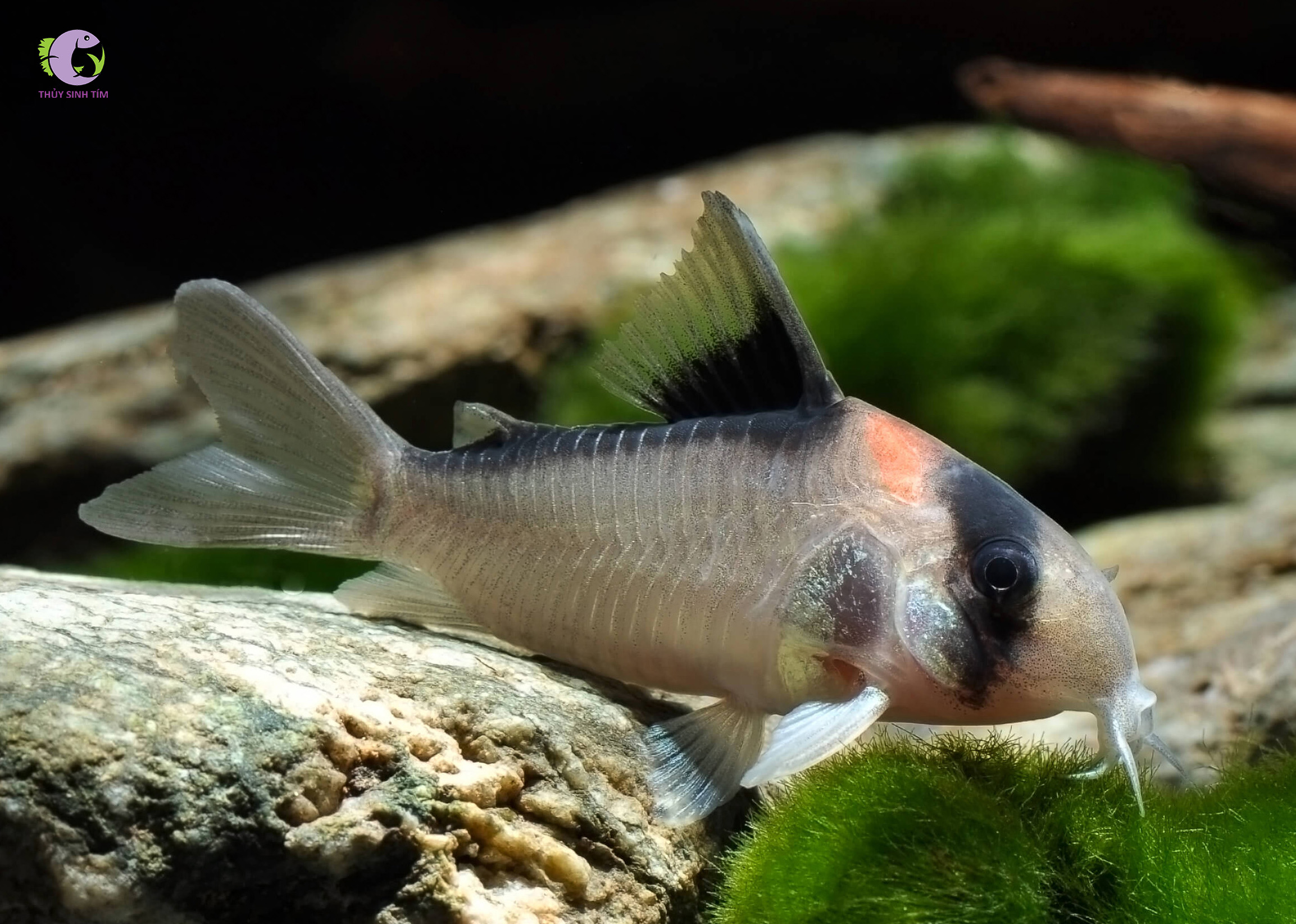 Cá Chuột Adolfoi-1