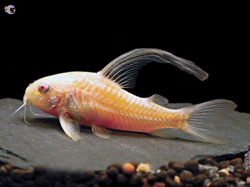 Cá chuột Albino Longfin - 2