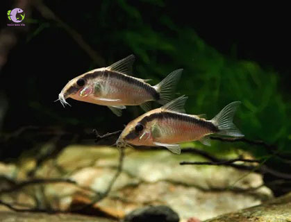 Cá Chuột Arcuatus-2