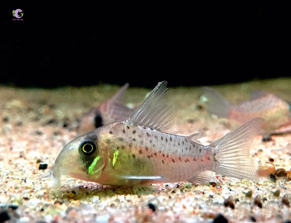 Cá Chuột Atro-1