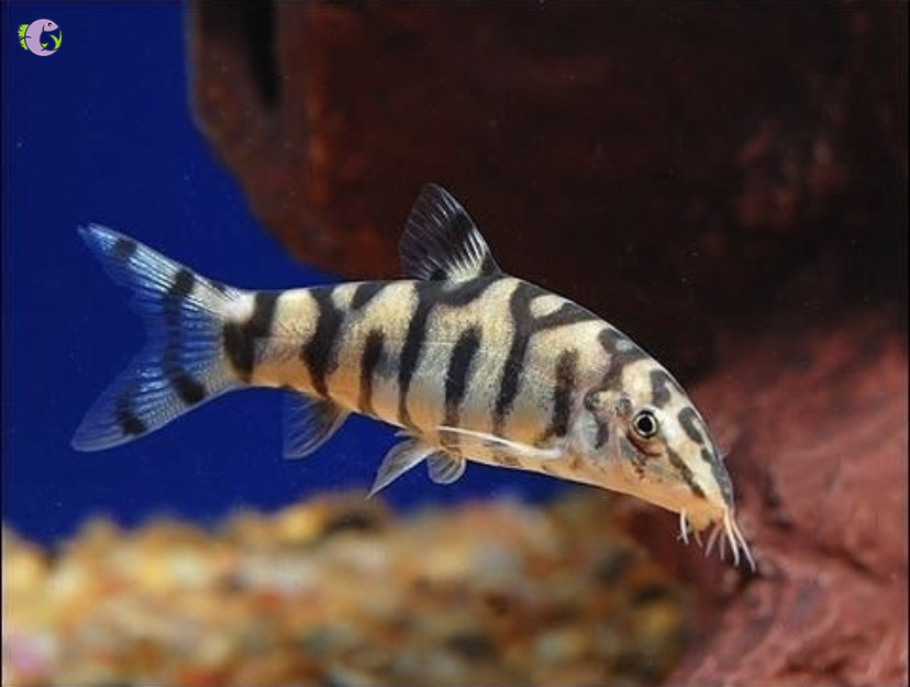 Cá Chuột Botia Lohachata - 1