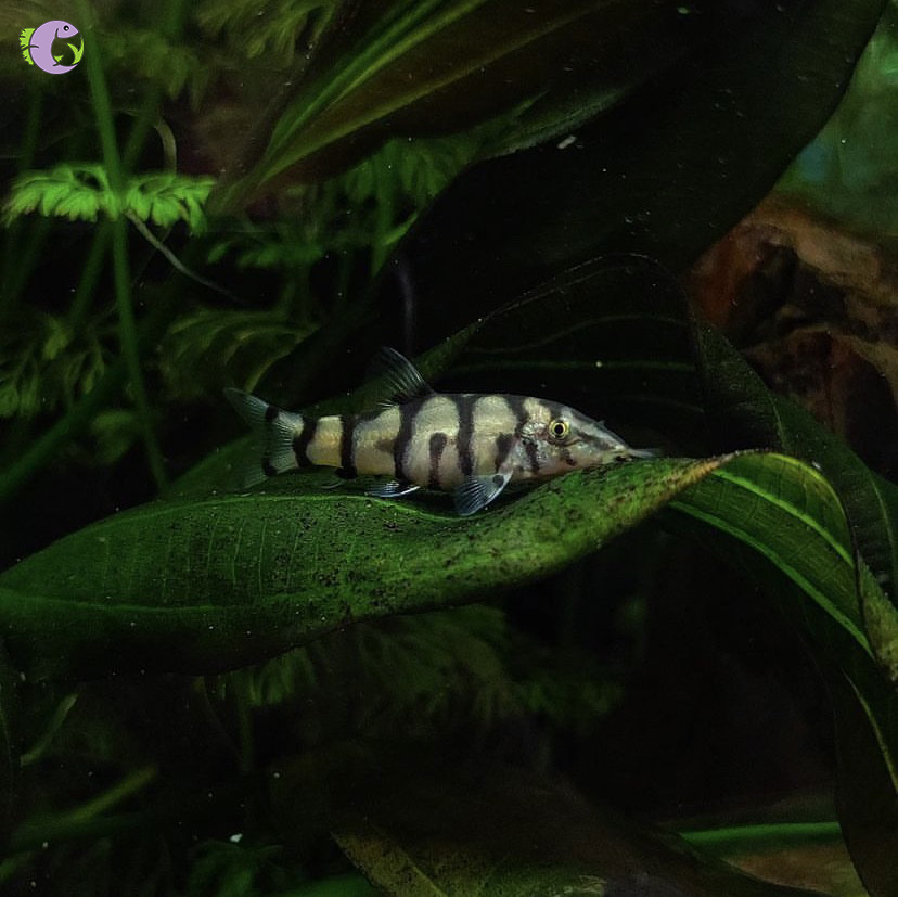 Cá Chuột Botia Lohachata - 2