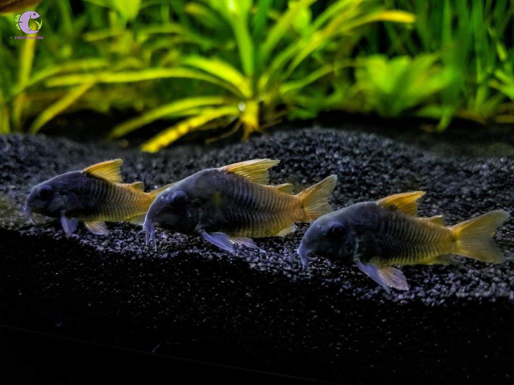 Cá Chuột Concolor-1
