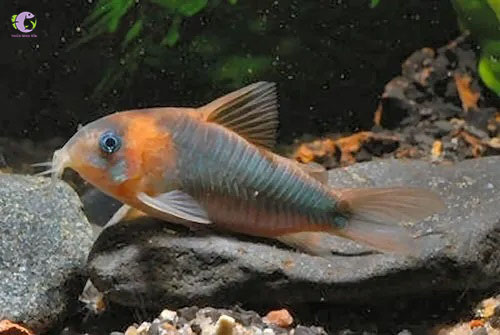 Chuột Đầu Đỏ -1