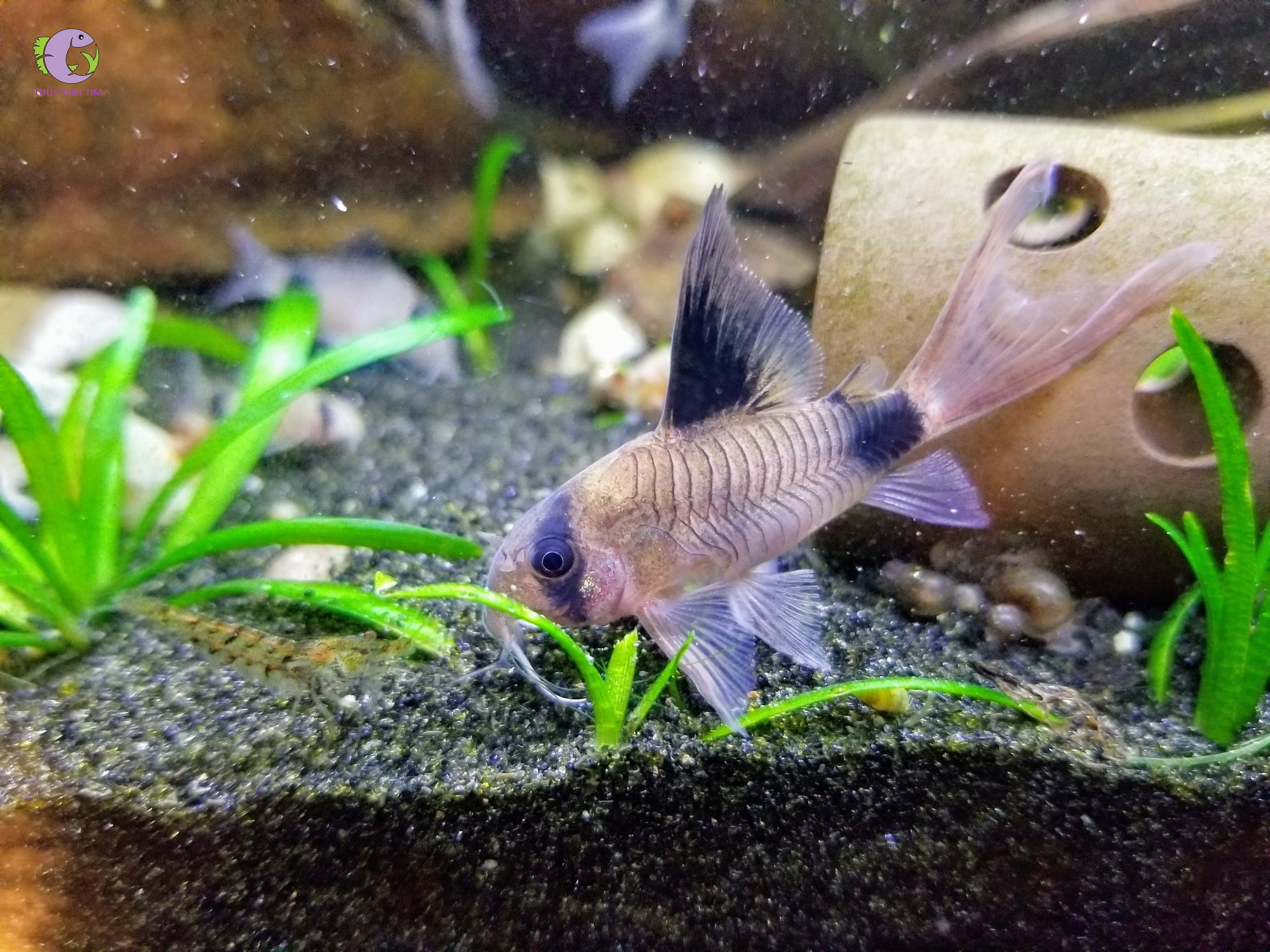 Cá Chuột PanDa ( vi dài)-2