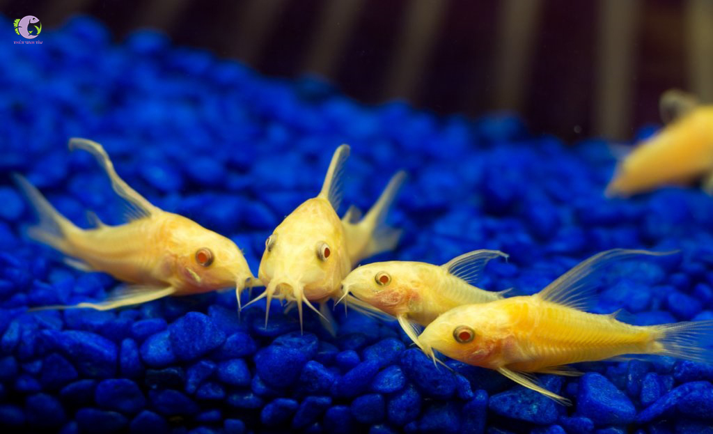 Chuột Trắng Vây Cao-2