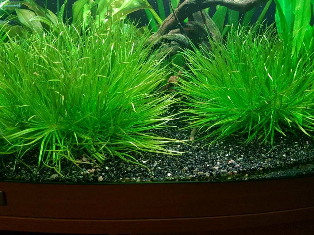 cây cỏ nhật - 1