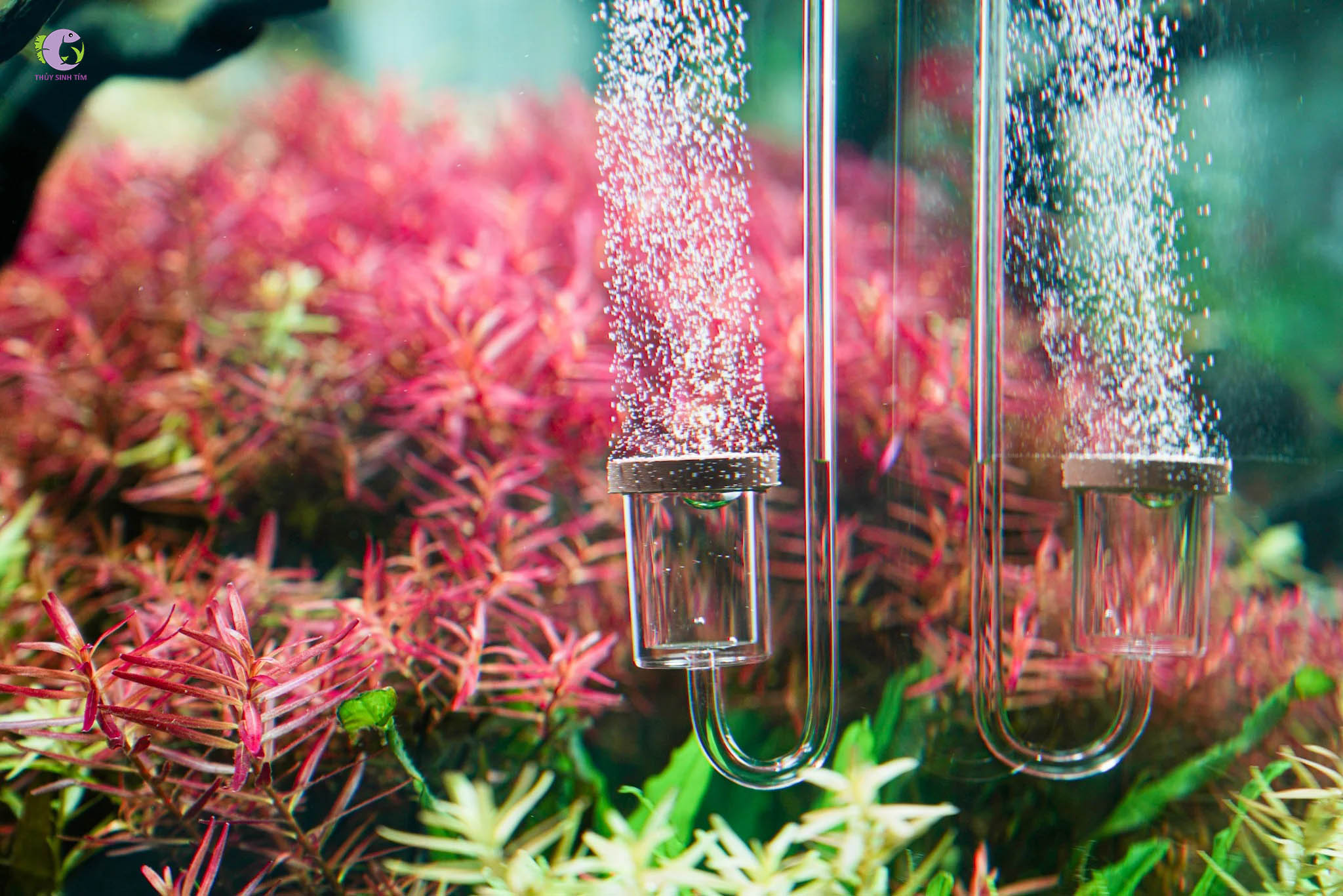 Cốc Sủi CO2 Neo Original S-1