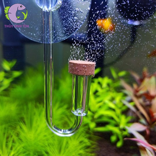 cốc sủi co2 siêu mịn đầu gỗ - 1