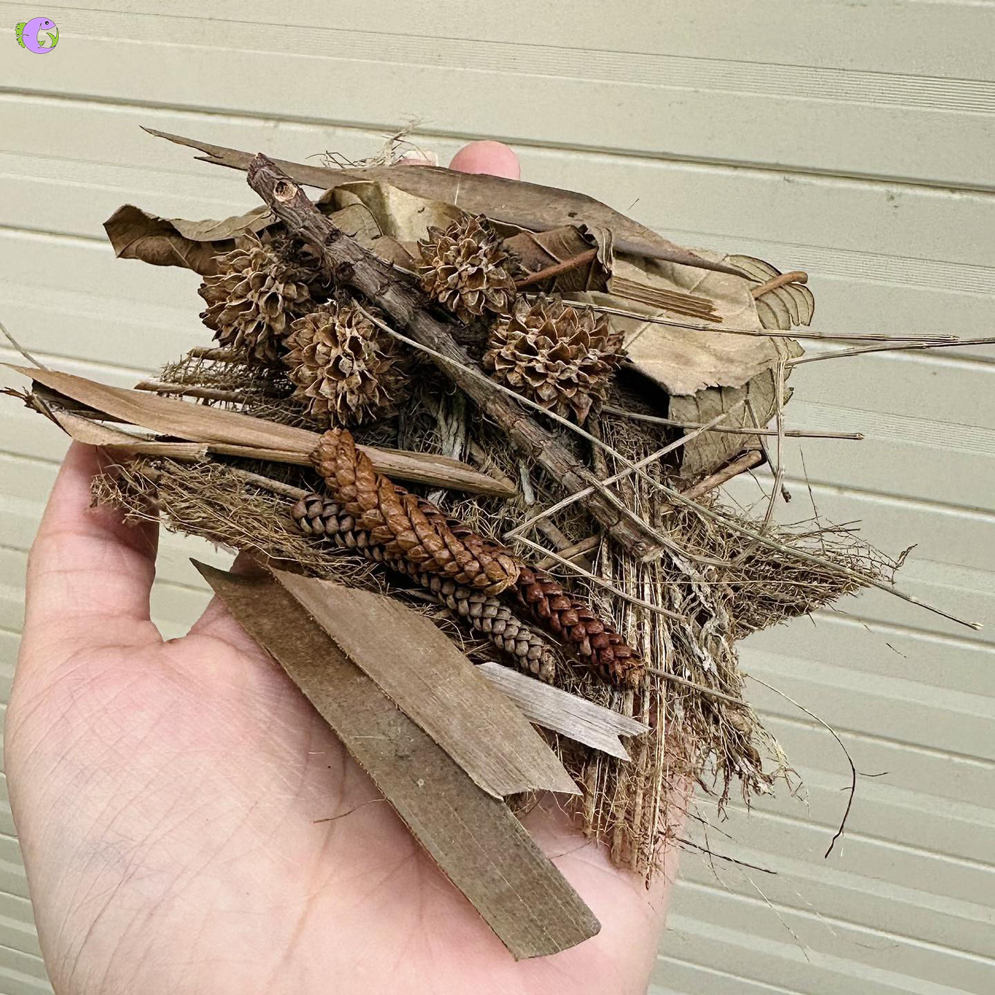 Combo Trải Nền Biotope - 1