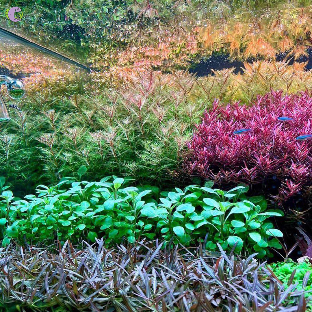 Cốt Nền Thuỷ Sinh Siêu Bền 5S - 3