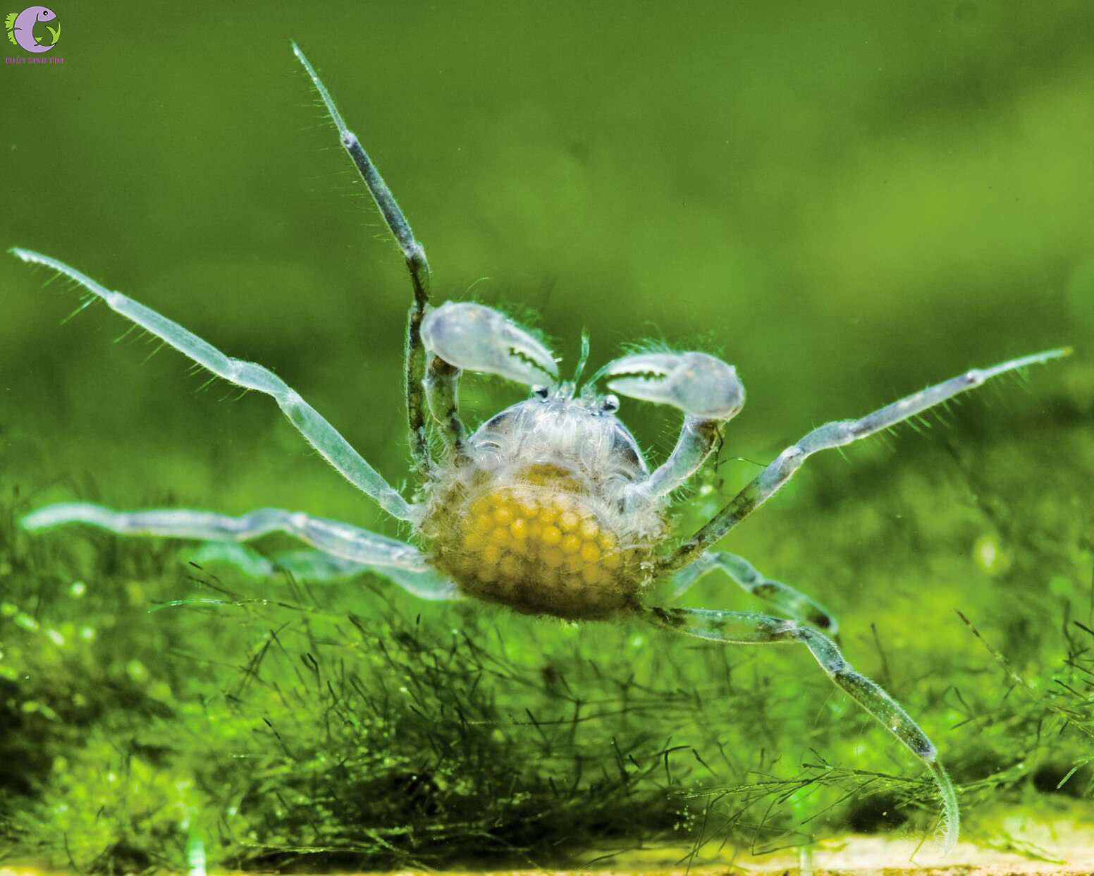 cua nhện - 2